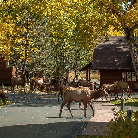 Rams Horn Village Resort Estes Park Dış mekan fotoğraf
