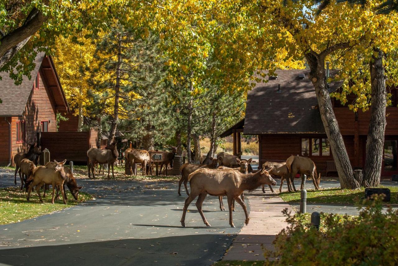 Rams Horn Village Resort Estes Park Dış mekan fotoğraf